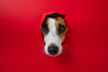 Komik Jack Russell Terrier köpeği kırmızı karton arka planda göze çarpıyor. Boşluğu kopyala