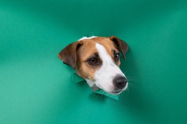 Komik Jack Russell Terrier köpeği yeşil karton arka planda göze çarpıyor. Boşluğu kopyala