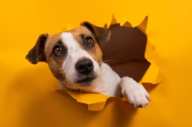 Komik Jack Russell Terrier kağıt turuncu bir arka plandan çıkıp onu yırtıyor.