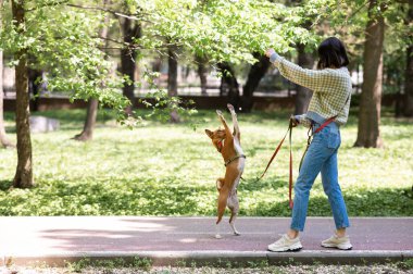 Genç bir kadın parkta yürümek için havlamayan bir Afrika köpeğini eğitiyor. Basenji komutu arka ayaklarıyla yerine getirir.