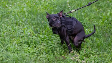 Siyah pitbull teriyeri yürürken kaka yapar.