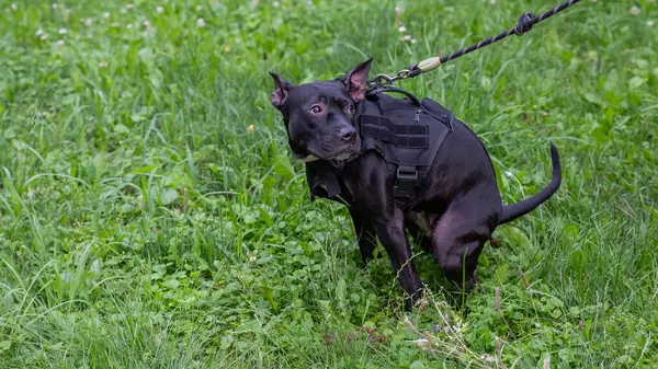Siyah pitbull teriyeri yürürken kaka yapar.