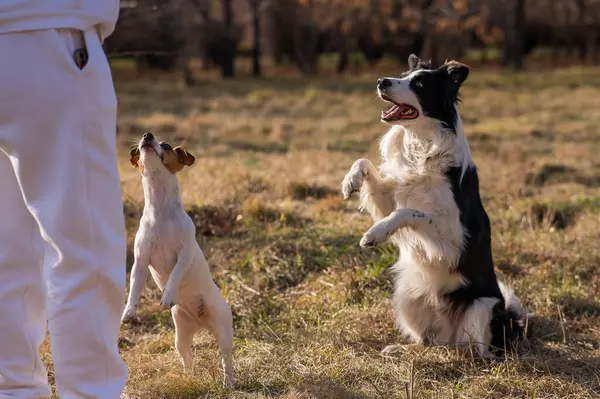 stock image Dogs of the border collie and jack russell terrier breed make a team serve in the park in autumn