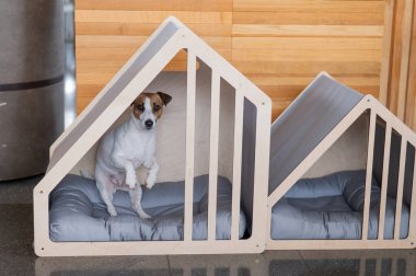 Şirin Jack Russell Terrier köpeği geldi.