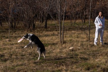 Sınır çobanı sonbahar parkında yürürken plastik bir tabak yakalıyor.