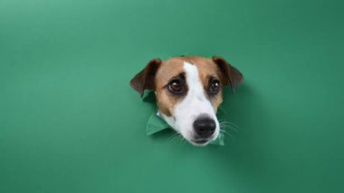 Komik Jack Russell Terrier köpeği yeşil karton arka planda göze çarpıyor. Boşluğu kopyala