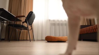 Jack Russell Terrier köpeği kanepesinde zıplıyor.