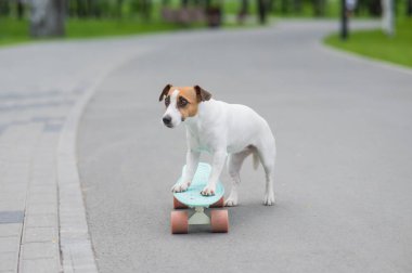 Jack Russell Terrier köpeği parkta bir kuruş tahtasına biner.