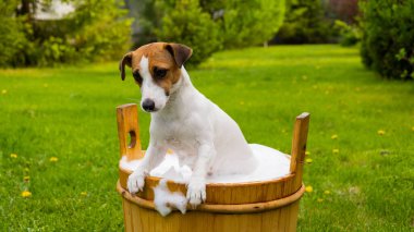 Köpek dışarıda ahşap bir küvette yıkanır. Jack Russell Terrier arka bahçede köpük banyosu yapıyor..