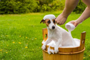 Kadın köpeği Jack Russell Terrier 'ı dışarıda tahta bir küvette yıkıyor. Ev sahibesi evcil hayvanın banyo yapmasına yardım eder.