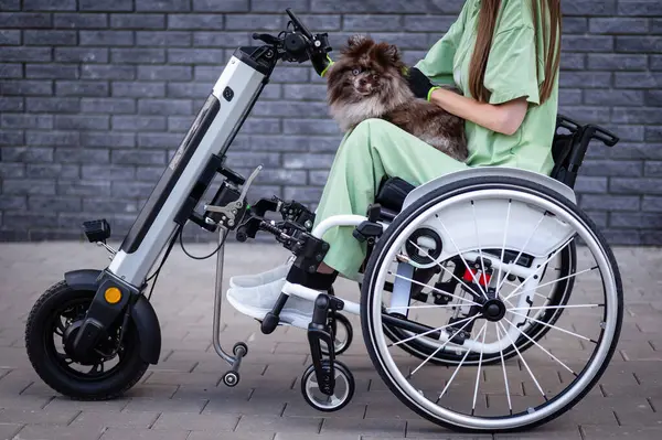 stock image A woman in a wheelchair with a hand-control assist device carries a Spitz merle dog. Electric handbike