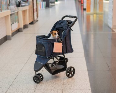 Bebek arabasındaki bir Jack Russell Terrier köpeği alışveriş merkezinden alışveriş yapıyor.