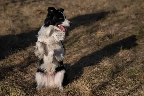 Stock image A border collie dog makes a command to serve in the park in autumn