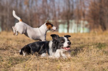 Jack Russell Terrier köpeği sonbaharda parkta yürüyüş yapan bir çoban köpeğinin üzerinden atlar.