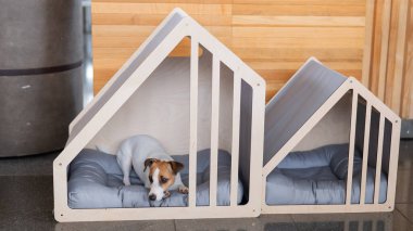 Şirin Jack Russell Terrier köpeği geldi.
