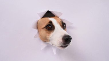 Komik bir Jack Russell Terrier köpeği açık gri bir karton arka plandan çıkar ve bir kadının ellerinden yer.