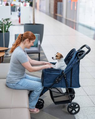 Beyaz kadın Jack Russell teriyer köpeğini okşuyor. Alışveriş merkezinde bir evcil hayvanla alışveriş yapmak. Dikey fotoğraf