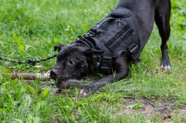 Pitbull terrier cinsi köpek, açık hava piposundan içer.