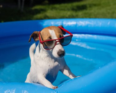 Jack Russell Terrier köpeği şişme havuzda yüzüyor.