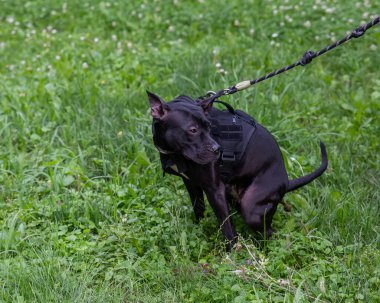 Siyah pitbull teriyeri yürürken kaka yapar.