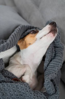 Jack Russell Terrier köpeği battaniyeye sarılı yatıyor. Dikey fotoğraf