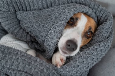 Jack Russell Terrier köpeği battaniyeye sarılmış yatıyor.
