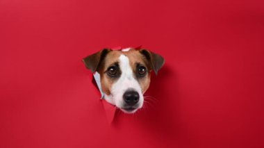 Komik Jack Russell Terrier köpeği kırmızı karton arka planda göze çarpıyor. Boşluğu kopyala