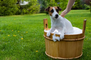 Kadın köpeği Jack Russell Terrier 'ı dışarıda tahta bir küvette yıkıyor. Ev sahibesi evcil hayvanın banyo yapmasına yardım eder.