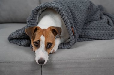 Jack Russell Terrier köpeği hasta. Battaniyeye sarılmış bir şekilde kanepede yatıyor.