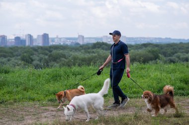 Beyaz bir adam üç köpekle yürür. Köpek gezdirici