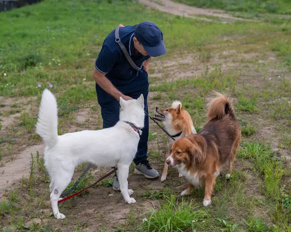 stock image A Caucasian man walks with three dogs. Dog walker