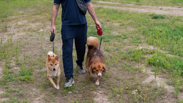 stock image Close-up of legs of a man and two dogs outdoors