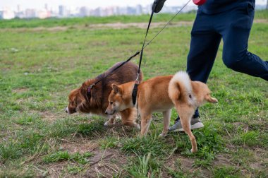 Shibainu dog pees on owners leg clipart