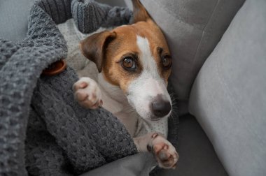 Jack Russell Terrier köpeği battaniyeye sarılmış yatıyor.