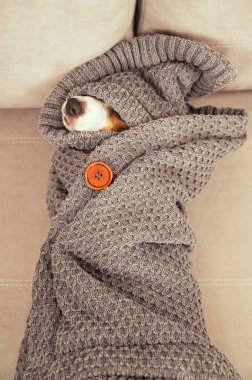 Jack Russell Terrier battaniyeye sarılı yatıyor. Battaniyenin altından bir köpek burnu çıkıyor. Dikey fotoğraf