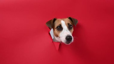 Komik Jack Russell Terrier köpeği kırmızı karton arka planda göze çarpıyor. Boşluğu kopyala