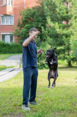 Beyaz bir adam pitbull köpeğini atlamak için eğitiyor. Dikey fotoğraf