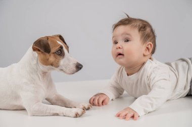 Sevimli erkek bebek ve Jack Russell teriyer köpeği beyaz bir arka planda uzanıyorlar.