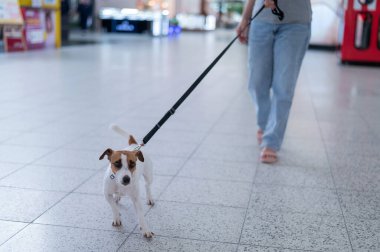 Jack Russell Terrier köpeği sahibinin tasmasını çeker.