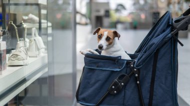Alışveriş merkezinde bir evcil hayvanla alışveriş yapmak. Jack Russell Terrier bebek arabasındaki köpek