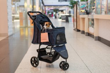 Bebek arabasındaki bir Jack Russell Terrier köpeği alışveriş merkezinden alışveriş yapıyor.