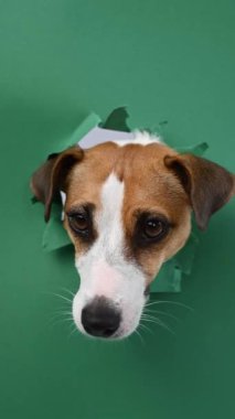 Komik bir Jack Russell Terrier köpeği yeşil bir karton arka planda saklanıyor. Dikey video