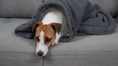 Jack Russell Terrier köpeği hasta. Battaniyeye sarılmış bir şekilde kanepede yatıyor.