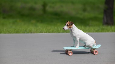 Jack Russell Terrier köpeği parkta bir kuruş tahtasına biner.