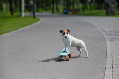 Jack Russell Terrier köpeği parkta bir kuruş tahtasına biner.