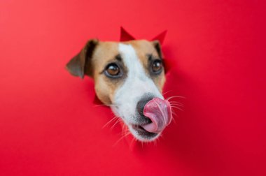 Komik köpek burnunu yalıyor. Jack Russell Terrier 'ın kafası kırmızı karton arka plandan dışarı fırlamış. Boşluğu kopyala