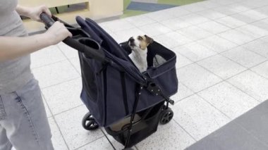 Beyaz bir kadın alışveriş merkezinden Jack Russell Terrier köpeği ile bebek arabasıyla geçiyor.