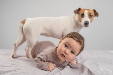 Karnının üstünde yatan bir bebeğin portresi ve Jack Russell Terrier köpeği.