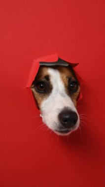 Komik Jack Russell Terrier köpeği kırmızı karton arka planda göze çarpıyor. Uzayı kopyala Dikey video
