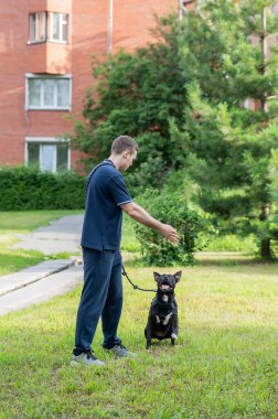 Beyaz bir adam pitbull köpeğini atlamak için eğitiyor. Dikey fotoğraf